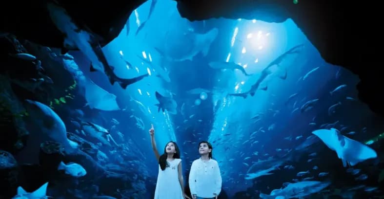 Dubai Aquarium & Underwater Zoo – Regular Pass - Image 8