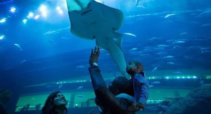 Dubai Aquarium & Underwater Zoo – Regular Pass - Image 9