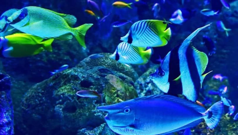 Dubai Aquarium & Underwater Zoo – Regular Pass - Image 6