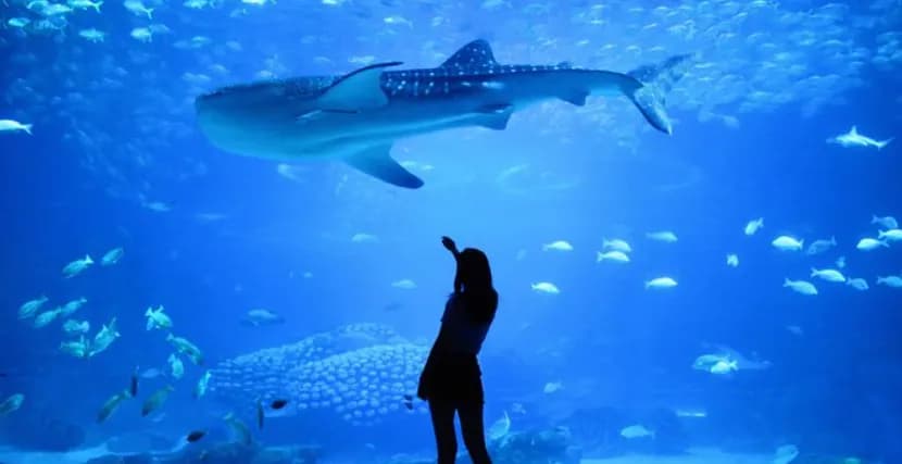 Dubai Aquarium & Underwater Zoo – Regular Pass - Image 5