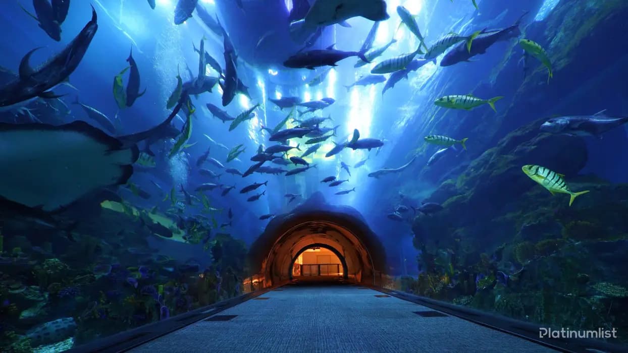IMG Park + Dubai Aquarium – Combo - Image 2