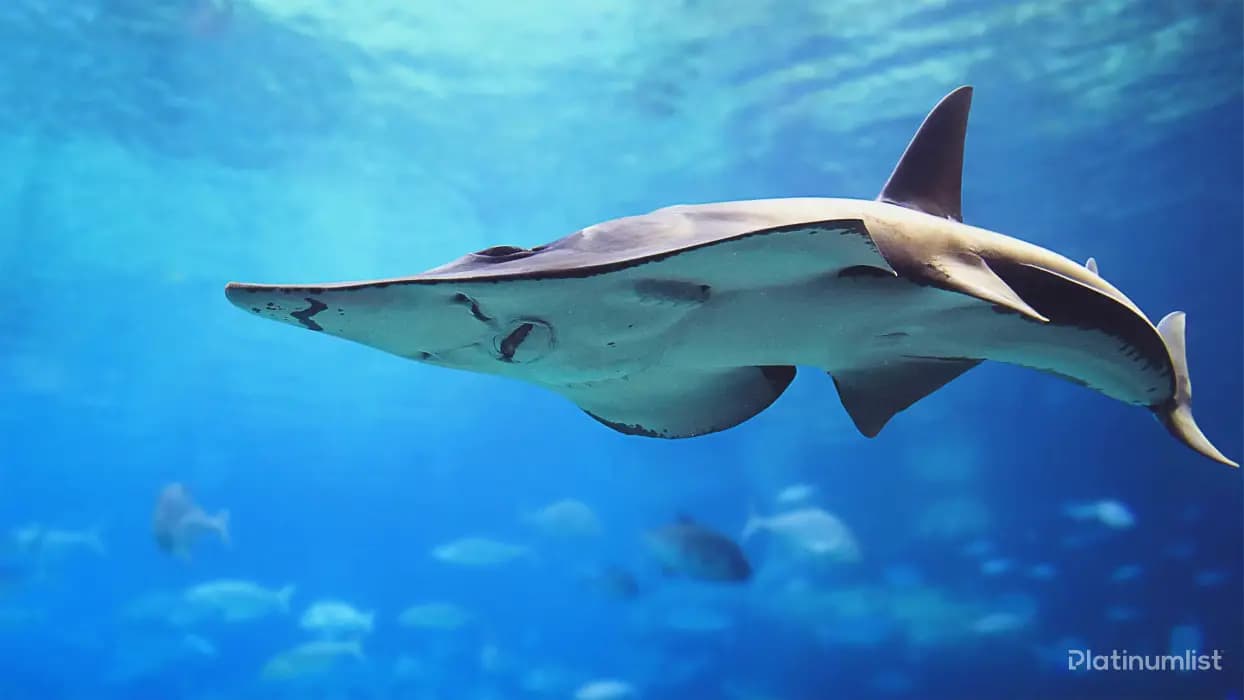 IMG Park + Dubai Aquarium – Combo - Image 4