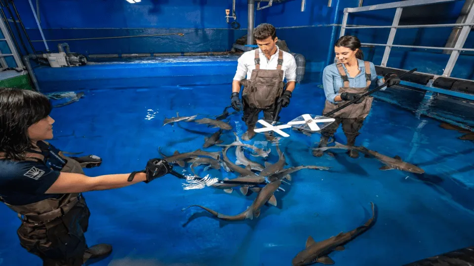 Dubai Aquarium &amp; Underwater Zoo – Shark Trainer Encounter - Image 1